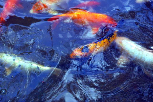 koi